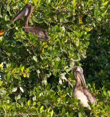 CLM_6295.jpg - Pelicans