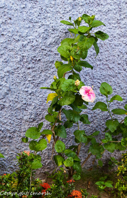 CLM_6415.jpg - Wall Flower