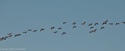 CLM_7918.jpg - Migration
