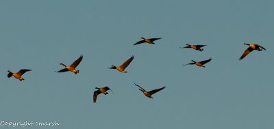 CLM_7919.jpg - Migration II