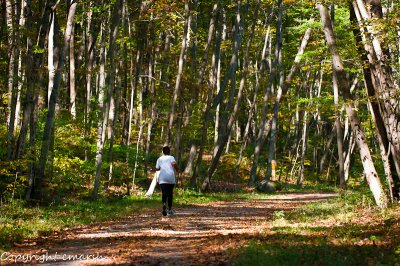 CLM_7932.jpg - When Autumn Leaves Start To Fall