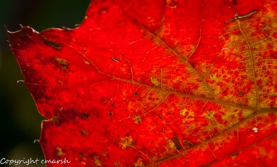 CLM_7950.jpg - Seeing Red