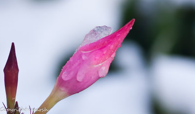 CLM_8051.jpg - Fall Snow III