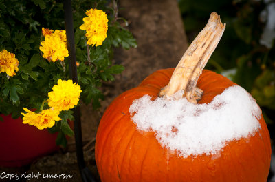 CLM_8068.jpg - Frost On The Pumpkin