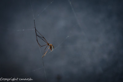 CLM_8071.jpg - The Buffet .....