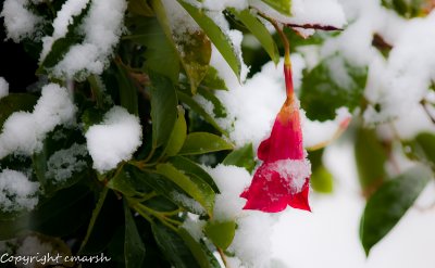 CLM_8084.jpg - Snow On Mandevilla II