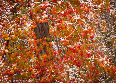 CLM_8090.jpg - Snow On Maple