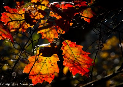 CLM_8149.jpg - Autumn Leaves