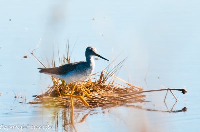 CLM_8165.jpg - Marsh Suprise