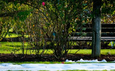 CLM_8317.jpg - 'Lo How A Rose E're Blooming'