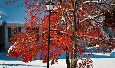 CLM_8093.jpg - October Snow