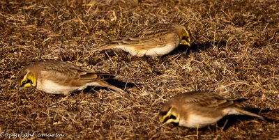 CLM_8951.jpg - Early Birds