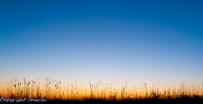 CLM_8982.jpg - Splendor In The Grass