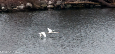 CLM_9019.jpg - Swan Lake