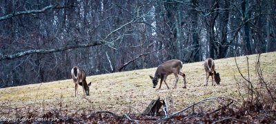CLM_9069.jpg - Untitled