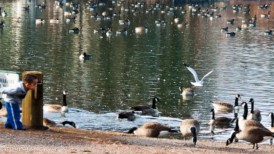 CLM_9073.jpg - A Giggle at A Gaggle