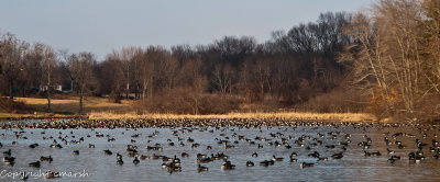 CLM_9079.jpg - Geese On The Pond