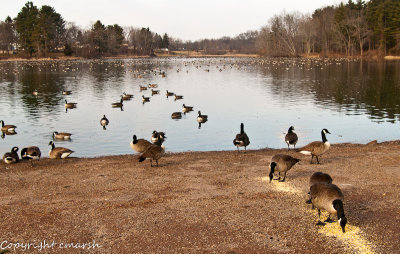 CLM_9082.jpg - Chow line
