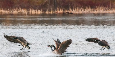 CLM_9169.jpg - Touchdown!