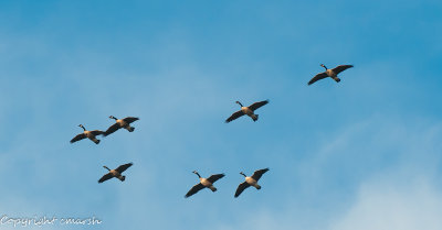 CLM_9185.jpg - Soaring