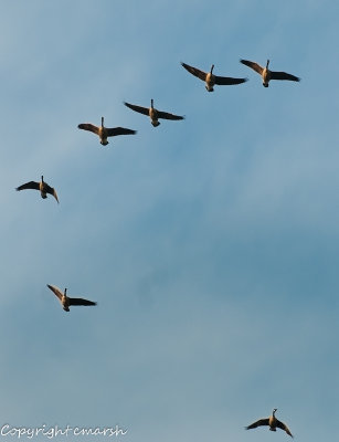 CLM_9193.jpg - Soaring
