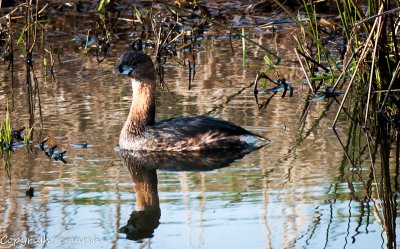 CLM_9352.jpg - Pie-Billed Grebe