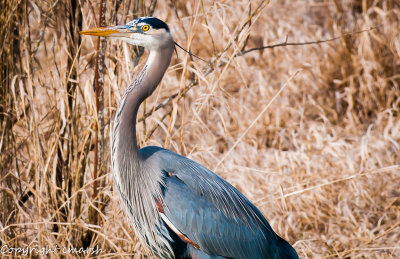 CLM_9356.jpg - Blue Heron
