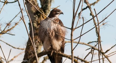 CLM_9363.jpg - Red Tail Hawk