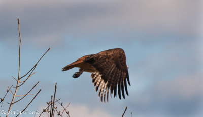 CLM_9365.jpg - Hawk II