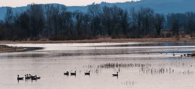 CLM_9377.jpg - Canada Geese