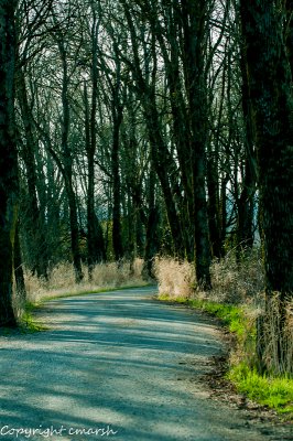 CLM_9385.jpg - Dappled Shadows
