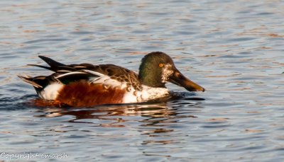 CLM_9396.jpg - Northern Shoveller