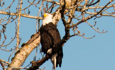 CLM_9461.jpg - Bald Eagle