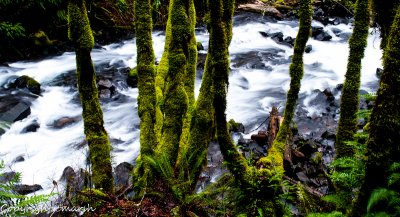 CLM_9740.jpg - Mossy Trees