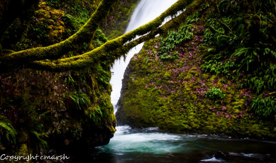 CLM_9759.jpg - Mossy Trees II