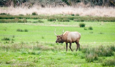 Elkton - Oregon