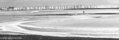 CLM_0053.jpg - Marsh