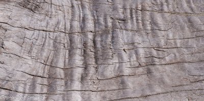 CLM_9968.jpg - Patterns In Wood II