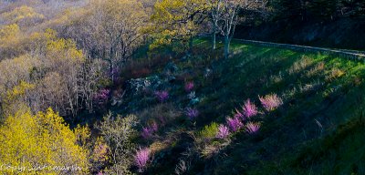 CLM_0288.jpg - Springtime In The Shenandoah Mountains