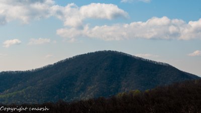 CLM_0304.jpg - Treeline