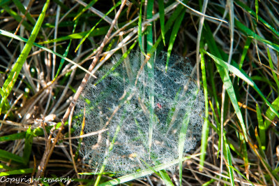 CLM_0321.jpg - In The Grass