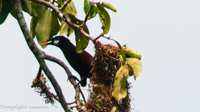 CLM_0485.jpg - Montezuma Orapendula