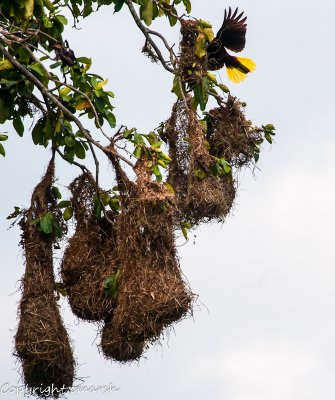 CLM_0497.jpg - Nests