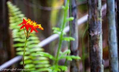 CLM_0548.jpg - Epidendrum radicans