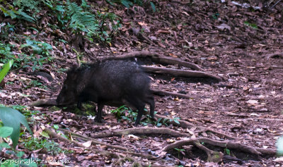 CLM_0550.jpg - Peccary