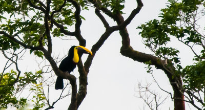 CLM_0580.jpg - Chestnut-mandibled Toucan
