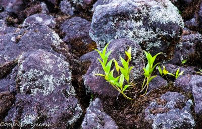 CLM_0584.jpg - Life in Lava