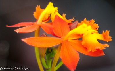 CLM_0590.jpg - Sobralia Orchid
