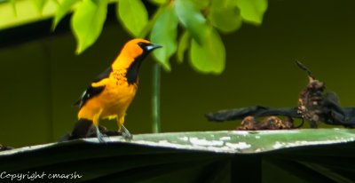 _DSC0019.jpg - Spot Breasted Oriole