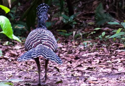 CLM_0553.jpg - Wild Turkey